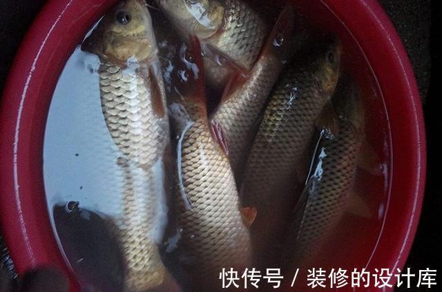 鱼饵|好用的鱼饵,不在渔具店!它“藏在”厨房