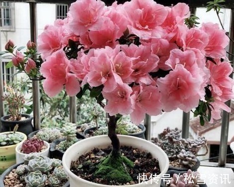 养护|“2种天天花”家里养一盆,一年300多天有花看,好养又漂亮,值!