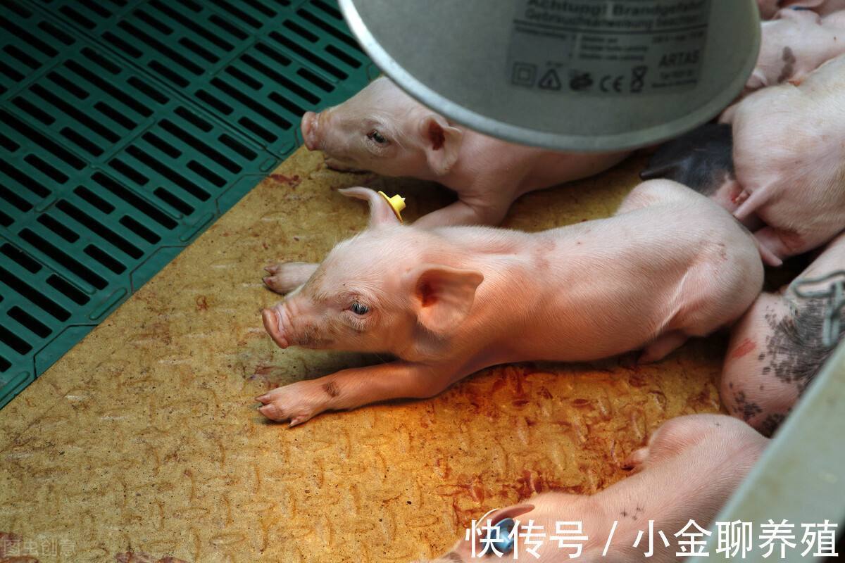 腹泻|仔猪腹泻的原因有哪些?引起仔猪腹泻的主要原因有哪些?