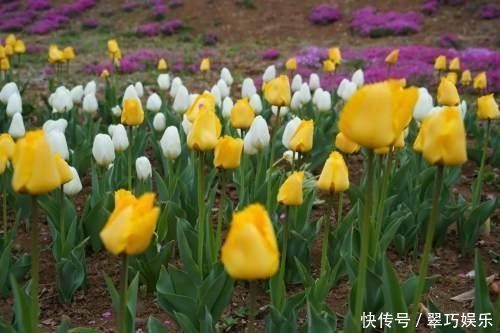 中年|快来洛南“郁”见春天这里千万株郁金香进入盛花期,像一道道彩虹