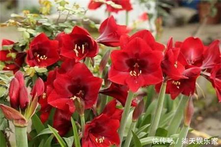 朱顶红|朱顶红开花少老花匠只用“3招”,10天就“爆盆”,花团锦簇