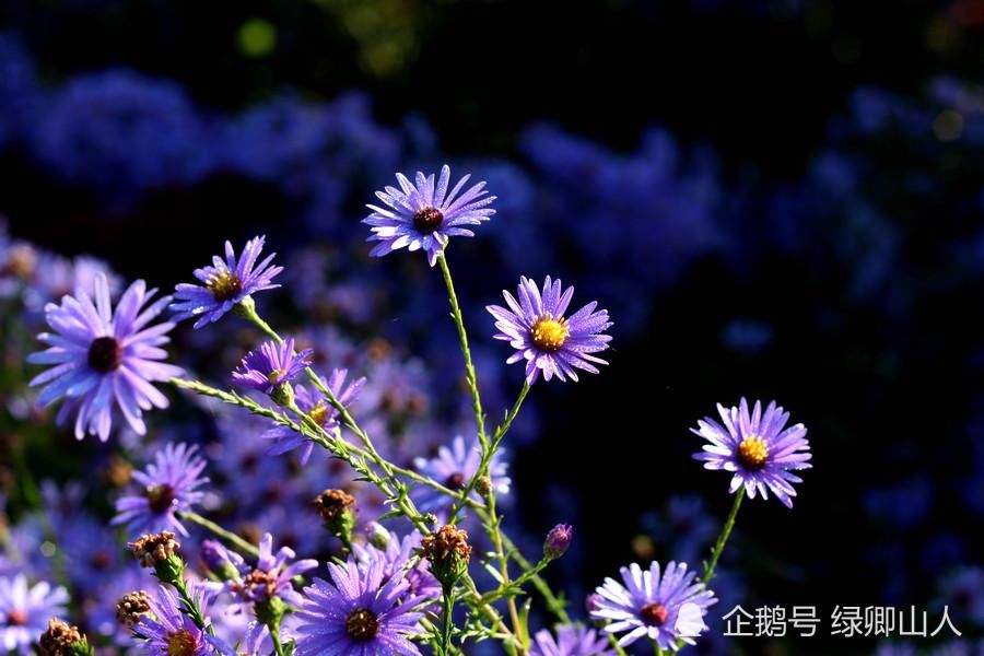 紫菊|紫菊宜新寿，丹萸辟旧邪——菊花