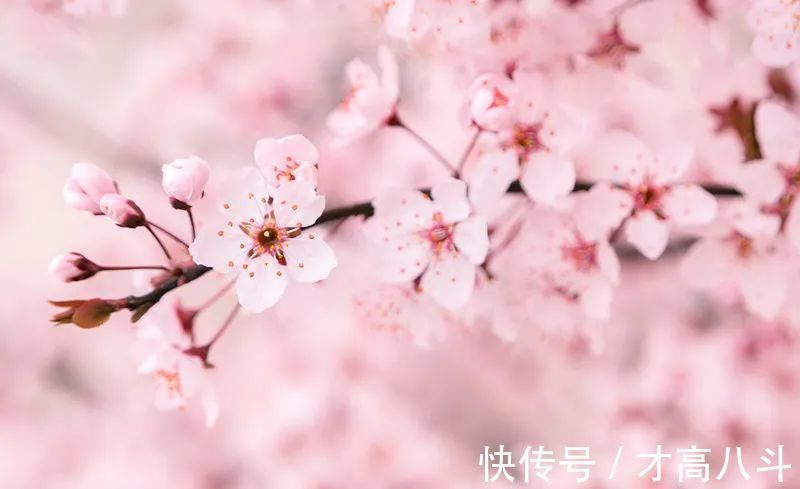 江月@100首春天唯美古诗词（值得收藏）