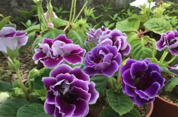 让大岩桐开花多且鲜艳的小秘诀，方法简单，值得收好