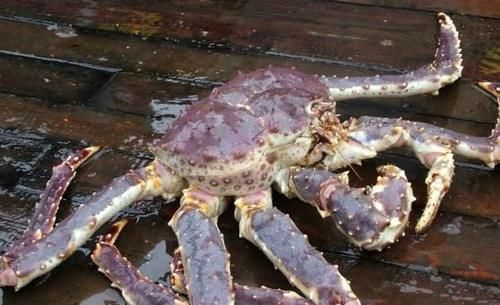 帝王|帝王蟹为什么不吃蟹身只吃腿？原因很简单，吃不了亏的！