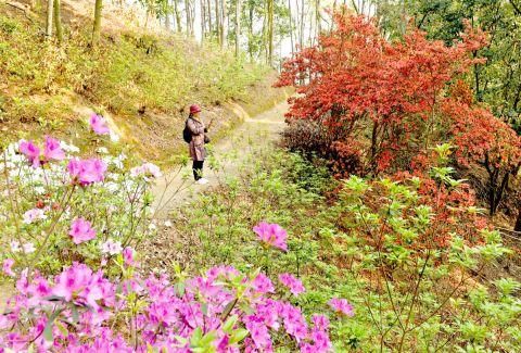 龙山杜鹃红似火