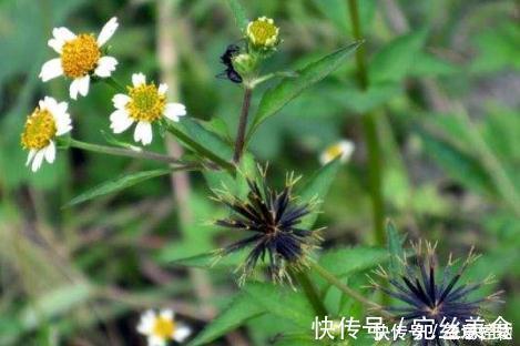 农村|农村路边常见野草，为民间神奇中草药，煎汁代茶饮，辅治高血压