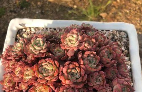 多肉,为什么自己养了一段时间就“变瘦”?原因全在这里