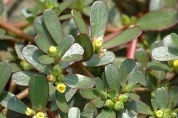 白发|马齿笕加一宝泡一泡,白发变黑发,秃发没了,用过的人都说好!