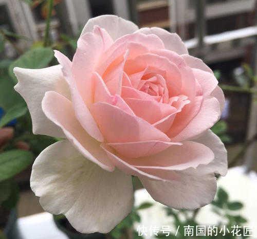 迷人|养这5种月季花赚大了,全年不断花,花香很迷人,花名也极具品位