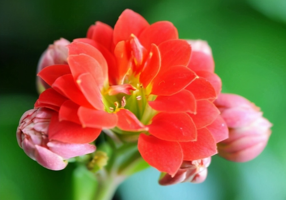 长寿花不开花别着急，快来点小苏打，催花效果极好过年前能开花