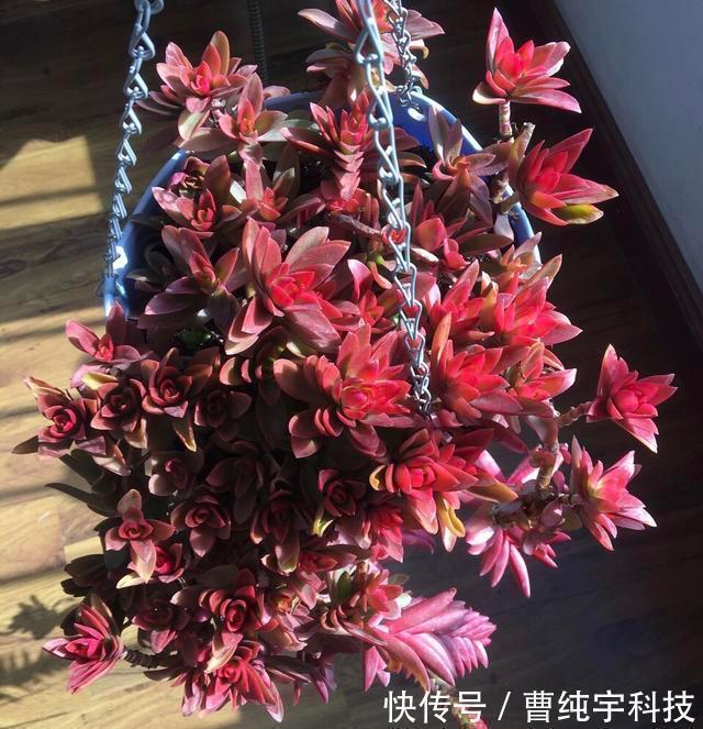 紫乐|入夏养多肉首选''4种'',好养易度夏,2年成“老桩”,高档又霸气!