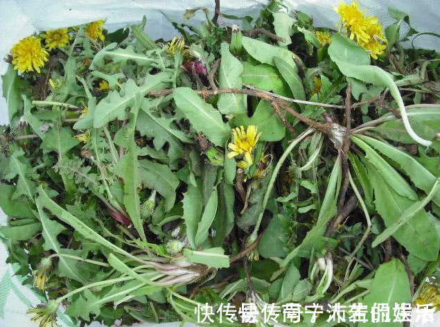 中医|蒲公英泡水喝,是用叶子还是用根茎中医给出回答,受教了