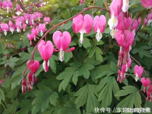 吊兰长满小金鱼,养上5年,越养越上瘾!