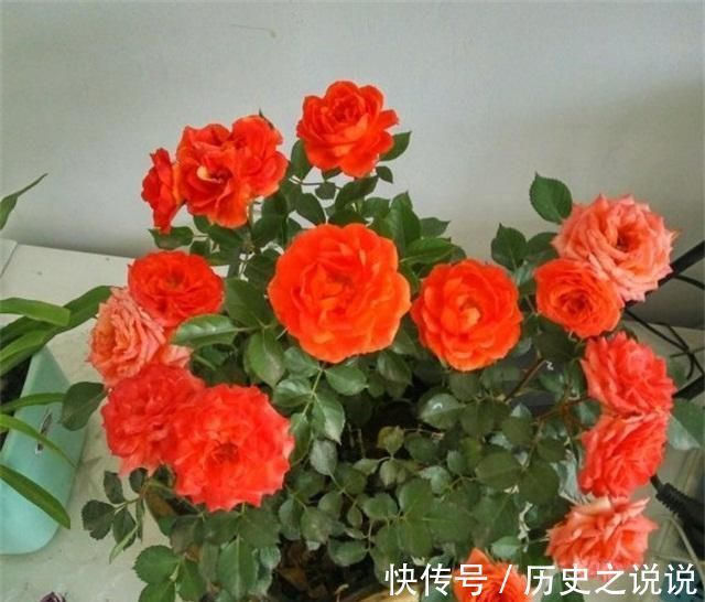 阳台上|4种性价比超高的盆栽,既是盆景又是果树,少抽两包烟也要养一盆