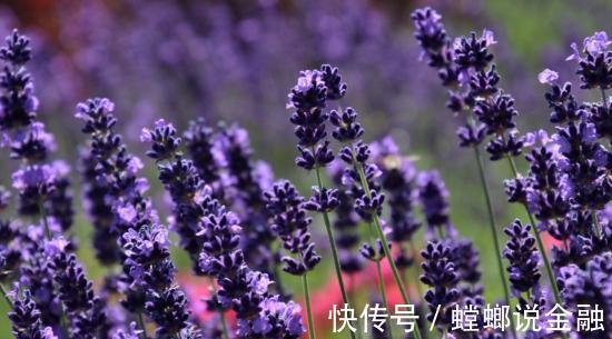 成分|百雀羚、林清轩、逐本走红背后,植物基护肤品的春天来了?