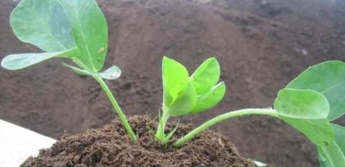 养花|判断花土是酸性还是碱性,知道这四个细节,尤其第一点养花太好用