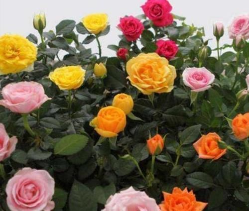 飘香藤|3种花深受花友的喜欢,沾土就能活,开花就爆盆,不易生病好养护