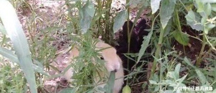 人性|俗语“兔子不吃窝边草”,下半句少为人知,揭露人性险恶一面!