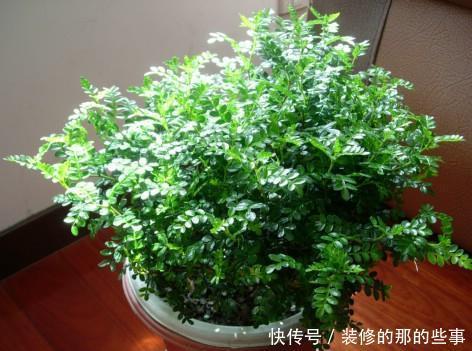  盆景|4种花，养成盆景高贵典雅，谁见了都夸美，值得拥有！