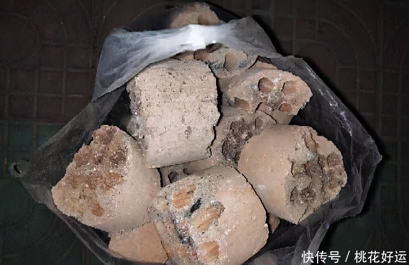 鸡蛋壳|家里4种不起眼的东西拿来养花,土壤更疏松,花花长得更快更好