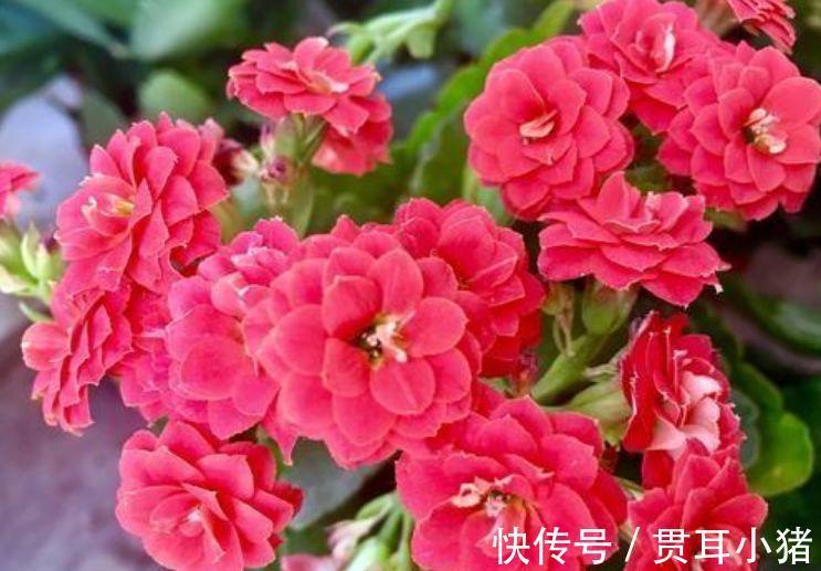 养花就养4种花,家里养一盆,花大色艳真漂亮,谁养谁上瘾