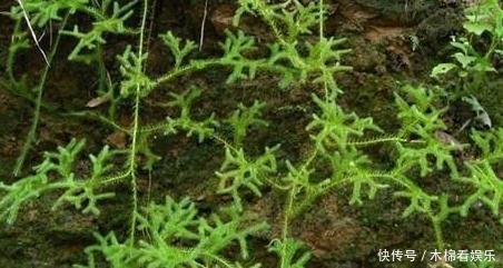 长毛|农村俗称“伸筋草”的植物,全身长毛,能驱寒祛湿, 药用价值高