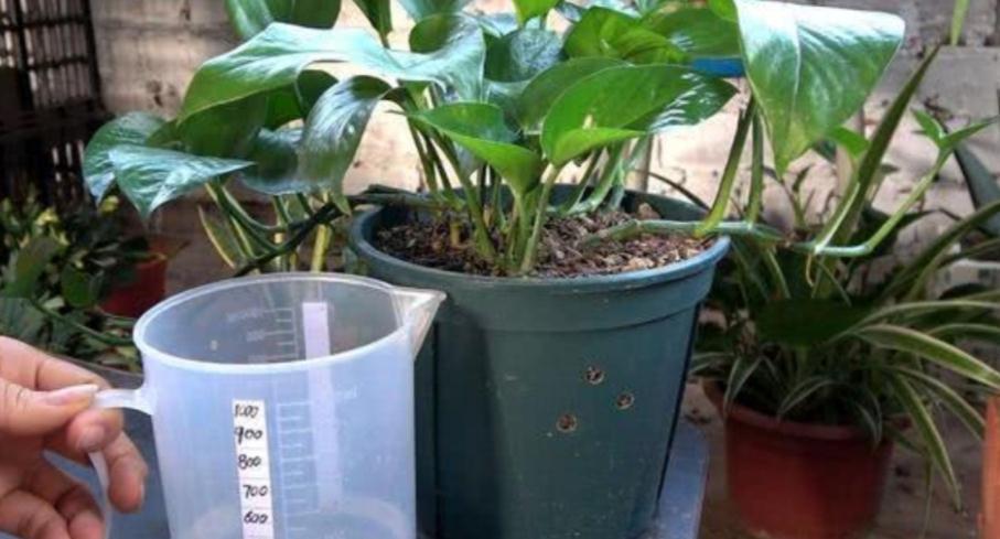 把握住这5个技巧,小叶绿萝变大叶绿萝不是梦,茎长得更长