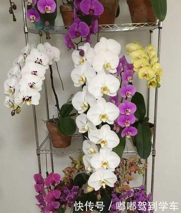 公认“最难养”的3种花，养一盆死一盆，看看你家有没有！