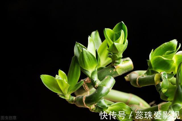 单数|为什么富贵竹“养单不养双”？老阿姨一句话，庆幸自己养对了