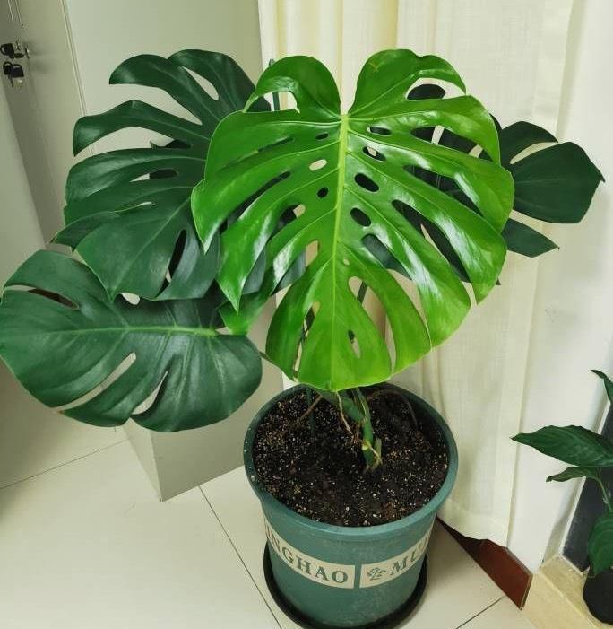 湿润|3种盆栽四季常绿,叶很多很翠绿很好养,在阳台上一直很美