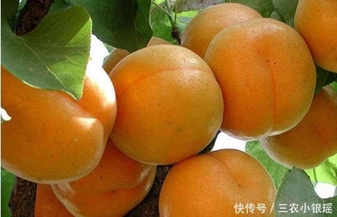 杏子生津止渴、润肺化痰,农民只需做好四点,