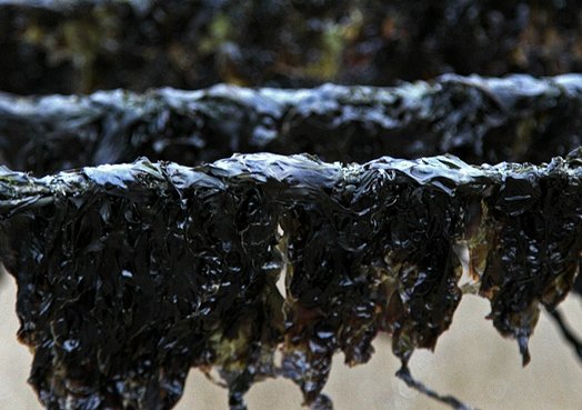 紫菜可以生吃吗？相关事项一定要牢记