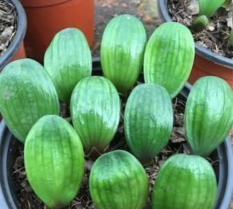 君子兰小苗这样养,叶多、翠绿肥厚,根系足,一年就能养开花