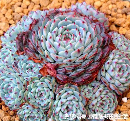 多肉植物|养棵多肉蓝姬莲,块头大长势旺,还很容易爆盆,适合新手