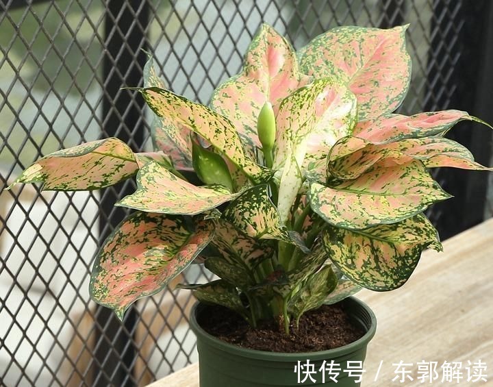 快扔掉家中发财树,真正好看还能净化空气的是这几种,高级又漂亮