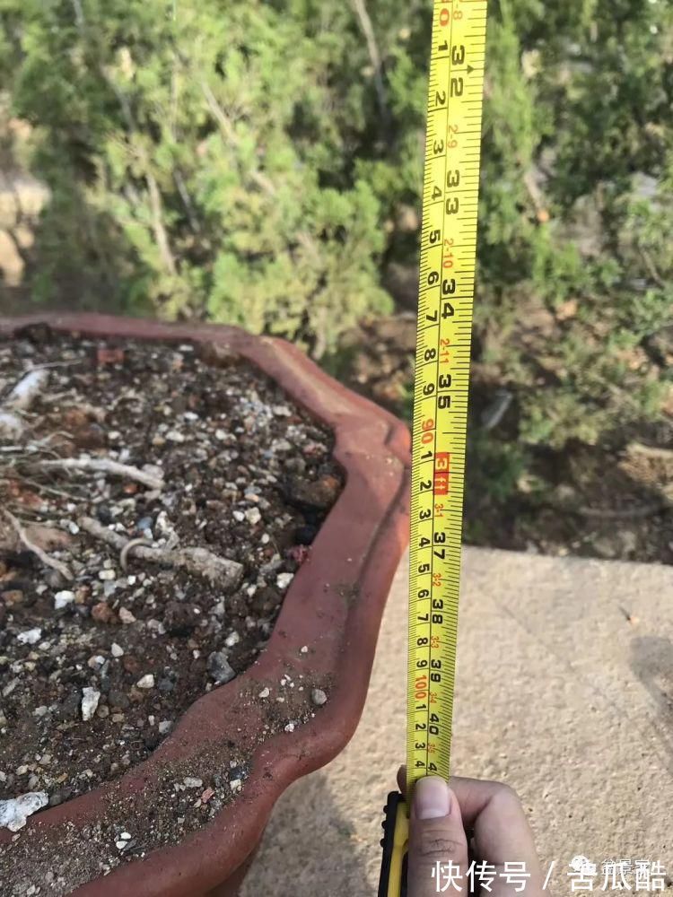 植物体|玩好盆景不容易，玩死它却是手到擒来