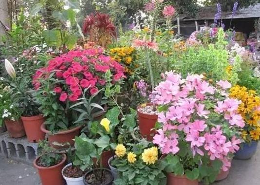 养花草别空有一番热情,学会这些小妙招,盆栽植物才能少出问题