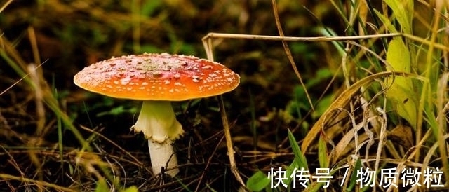 钱财|8月好运来、衰运走，钱财哗哗来，可算熬到头