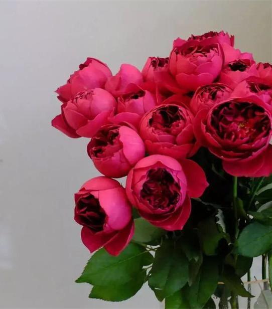 此月季一到秋天就变色,花大色妖艳,水果花香,四季开花,易爆盆