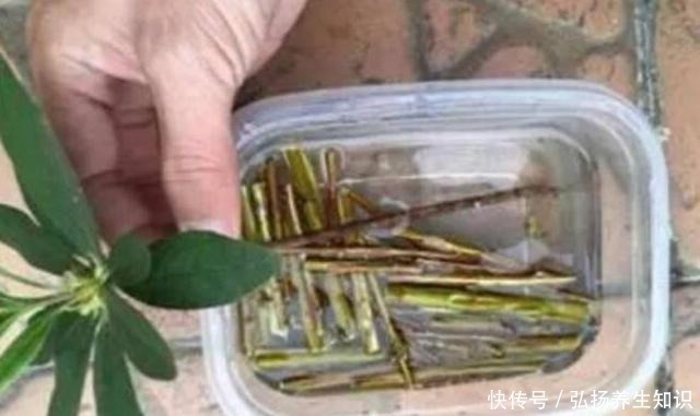 花卉|在家自制“生根液”,用于扦插花卉,促进生根,提高成活率!
