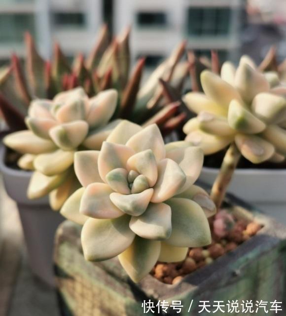 养花人,要学会“以花养花”,学着繁殖幼苗,幼苗也可以售卖