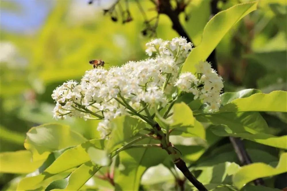 天呐！十堰街头飘出“不可描述”的气味，竟然是......