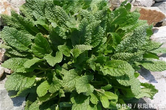 神奇的雪见草，看起来像癞蛤蟆皮，在农村很常见，冬天正当食