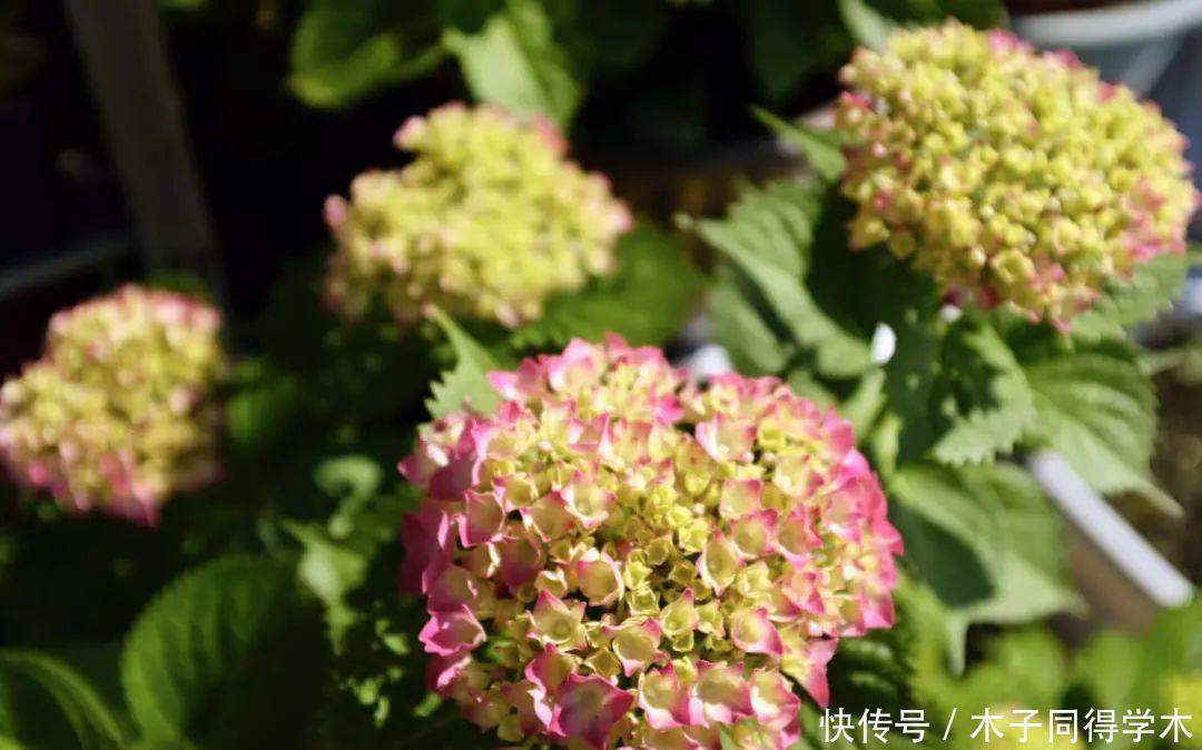 马上进入花期的花,10天一次肥,下个月就开花