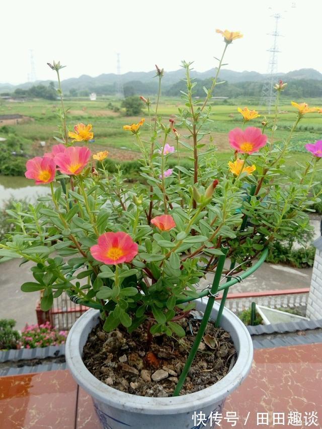 路边挖一棵马齿苋,养成老桩做盆景,开花一层层,真值钱了