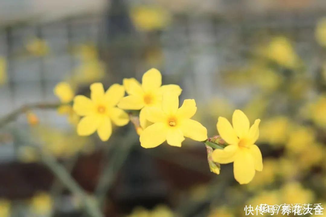 16种特长寿的植物，养十年以上，那都算年轻