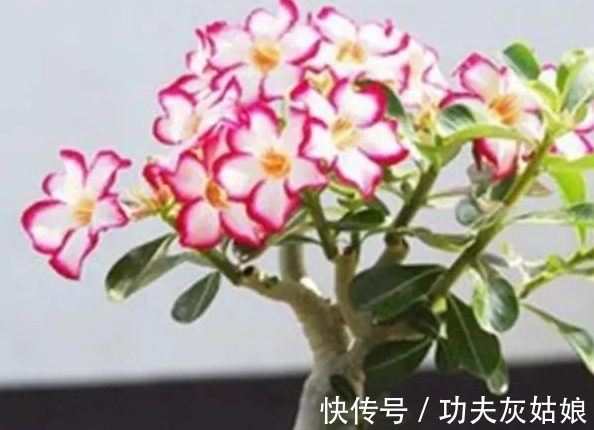 8种多肉皮实又好养,开花超级美丽,总有一种是你喜欢的