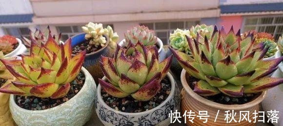 养好多肉分几步?2步就够,不要去模仿别人,技术是自己的