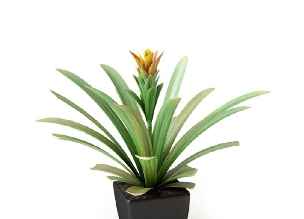 不仅仅是人，植物也会出现这种情况，适当补充植物状态更佳